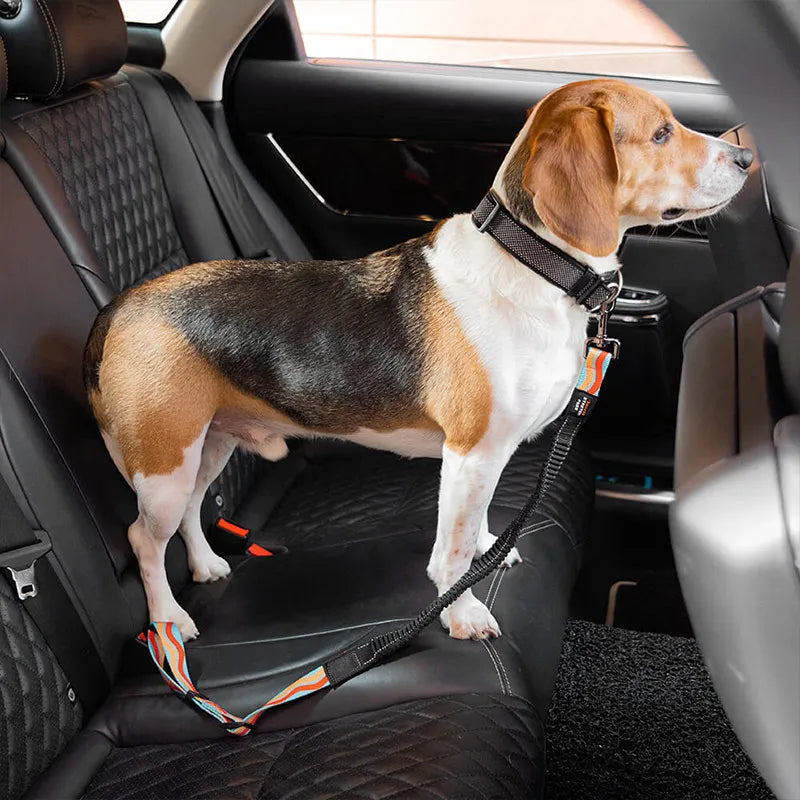 Dog car belt keeps the dog safely tethered on the back seat.