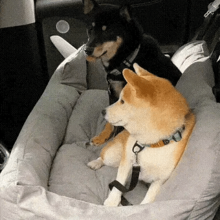 two dogs resting on dog bed for car back seat singapore