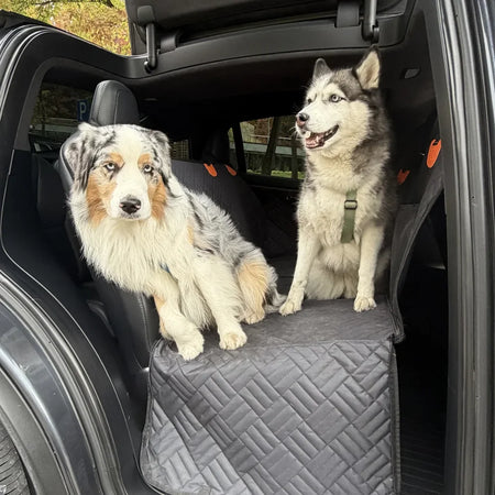 An Australian Shepherd and a Husky sitting together on a hard bottom dog hammock for cars, with extended back seat coverage and protective side panels