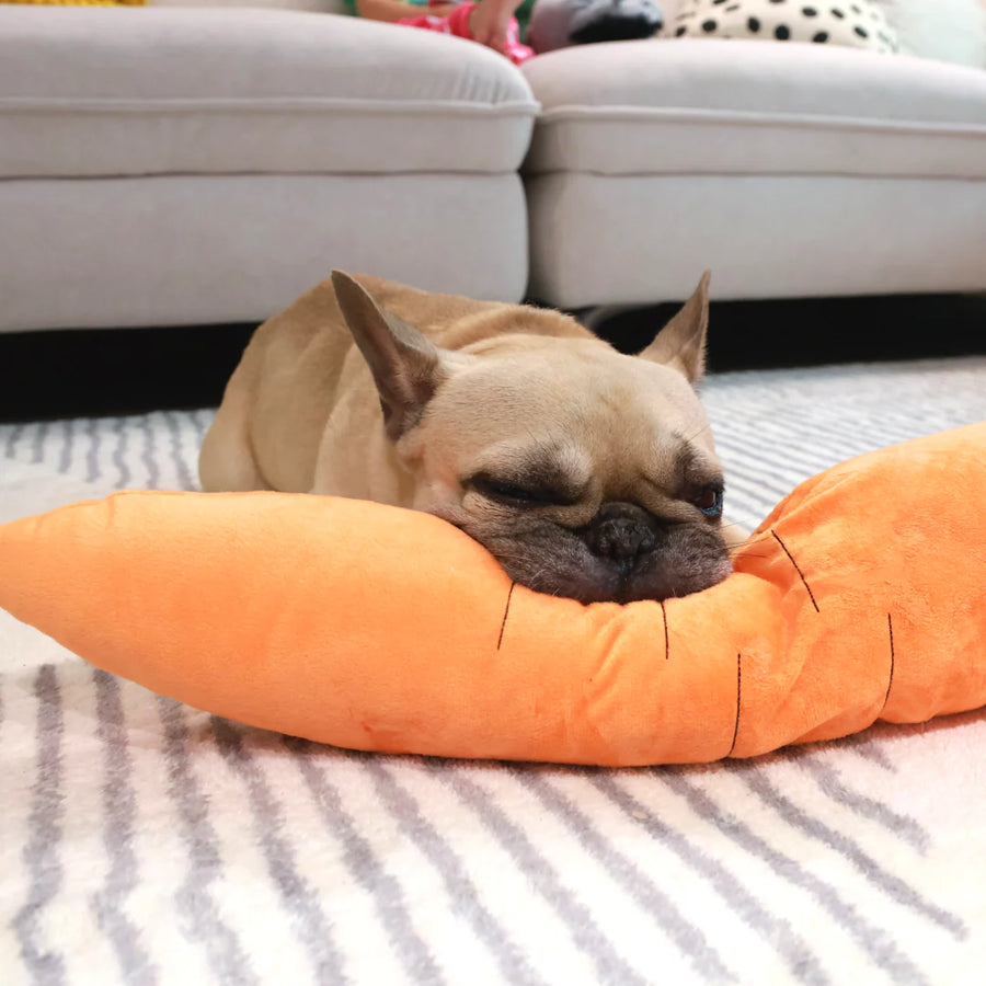 french bulldog biting a giant stuffed carrot dog toy with squinted eyes on the floor
