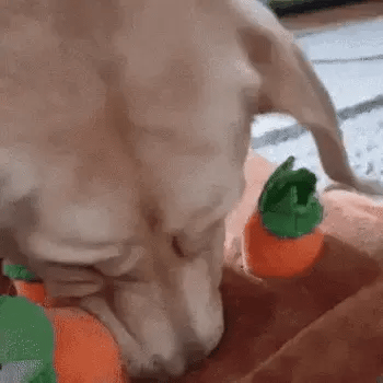 carrot garden toy for dogs with a labrador sniffing the mat and quickly eating the hidden treats