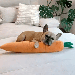 french bulldog stretched out with a giant carrot dog toy on a white sofa