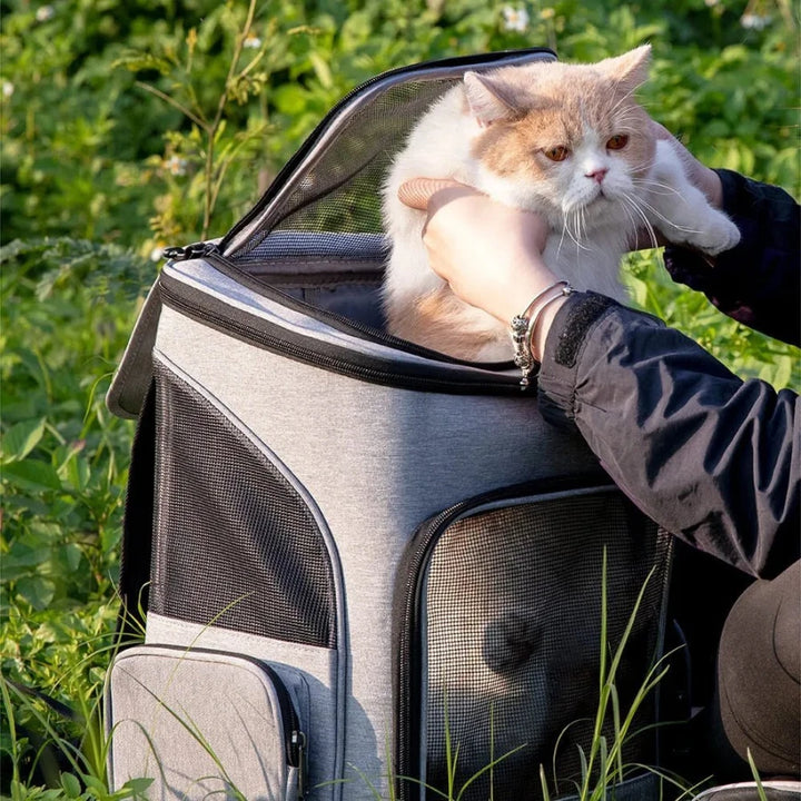 A person places a cat into a cat pet backpack outdoors with the top opening unzipped