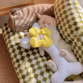 sleepy cat curled up in a sofa cat bed with green checked sides and a flower toy