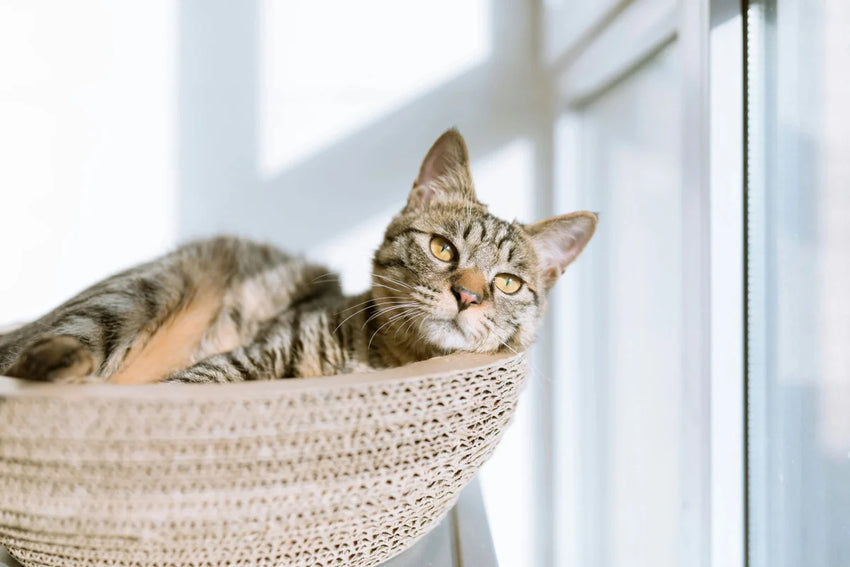 Cat lounging in a woven cat hammock with a blurred window background