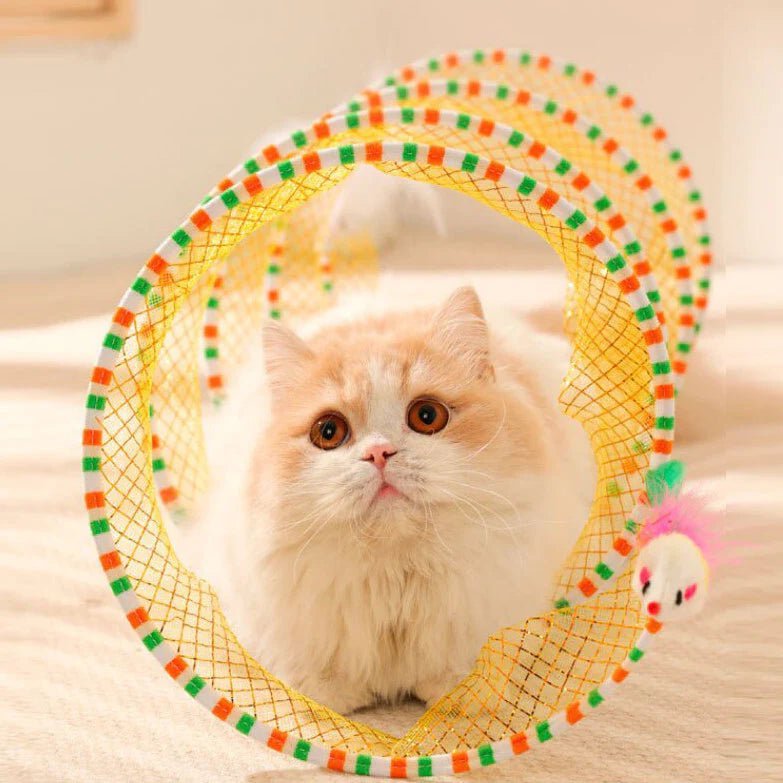 Fluffy white cat inside a colorful spiral cat toy, perfect for interactive play and mental stimulation for your pet.