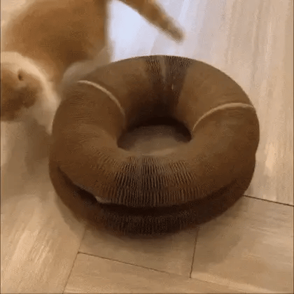 Ginger cat playing with a magic accordion cat toy, batting it around and trying to reach the rolling balls inside