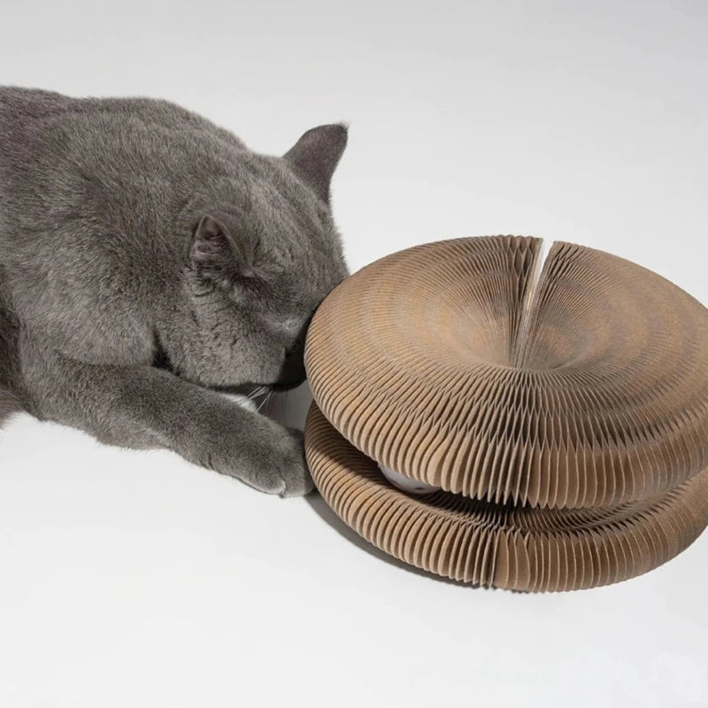 A gray cat pawing at a cardboard slinky cat toy on a white background