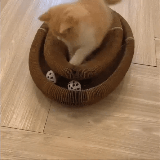 Ginger cat sitting inside an accordion cat scratcher toy while playing and pawing at the rolling balls in the round toy