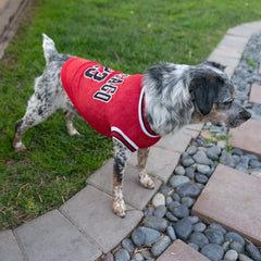 Speckled dog wearing chicago bulls dog number 23 jersey on a lawn walkway