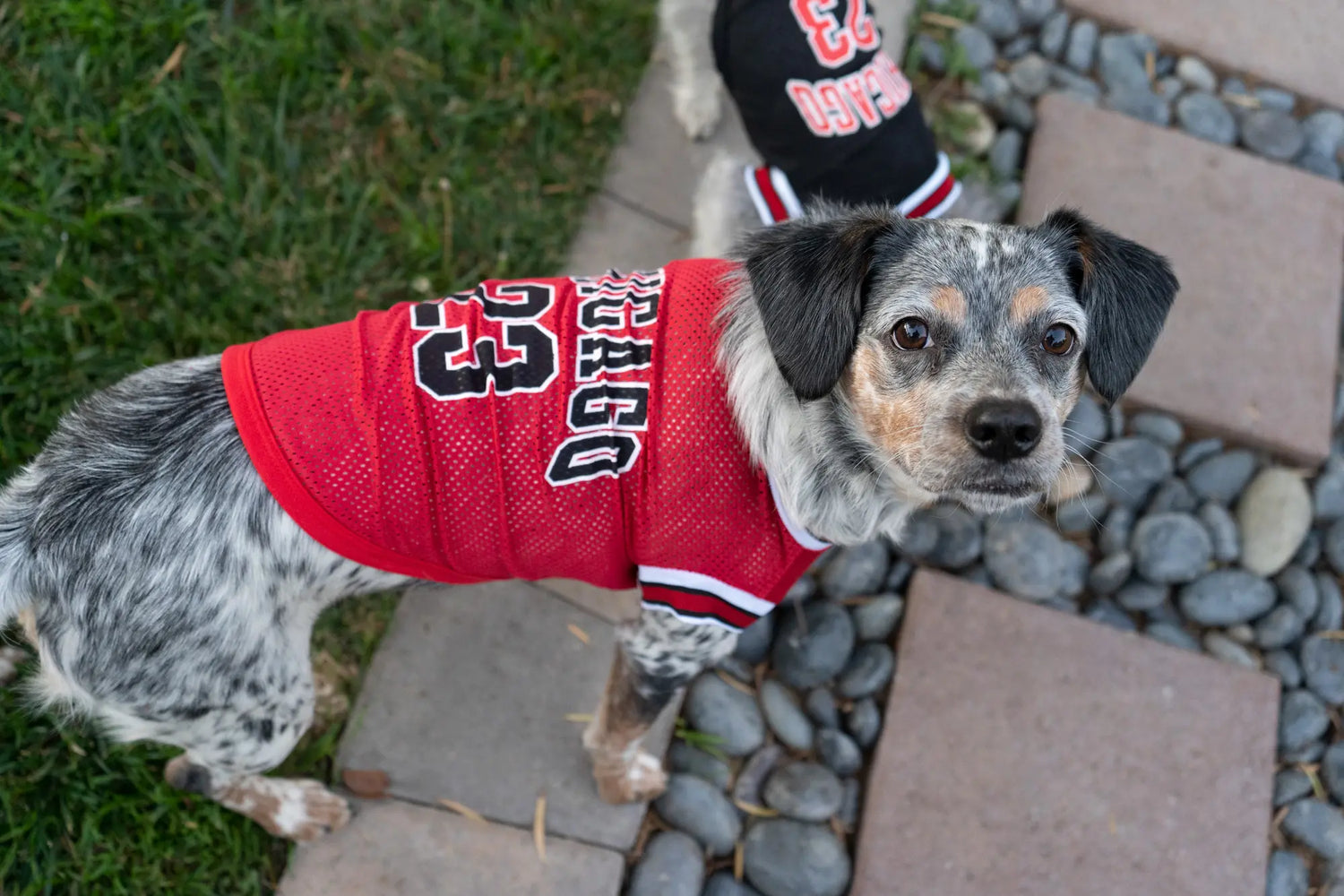 Dog wearing a Chicago Bulls NBA jersey in red, perfect for pet owners who love stylish and sporty dog apparel.