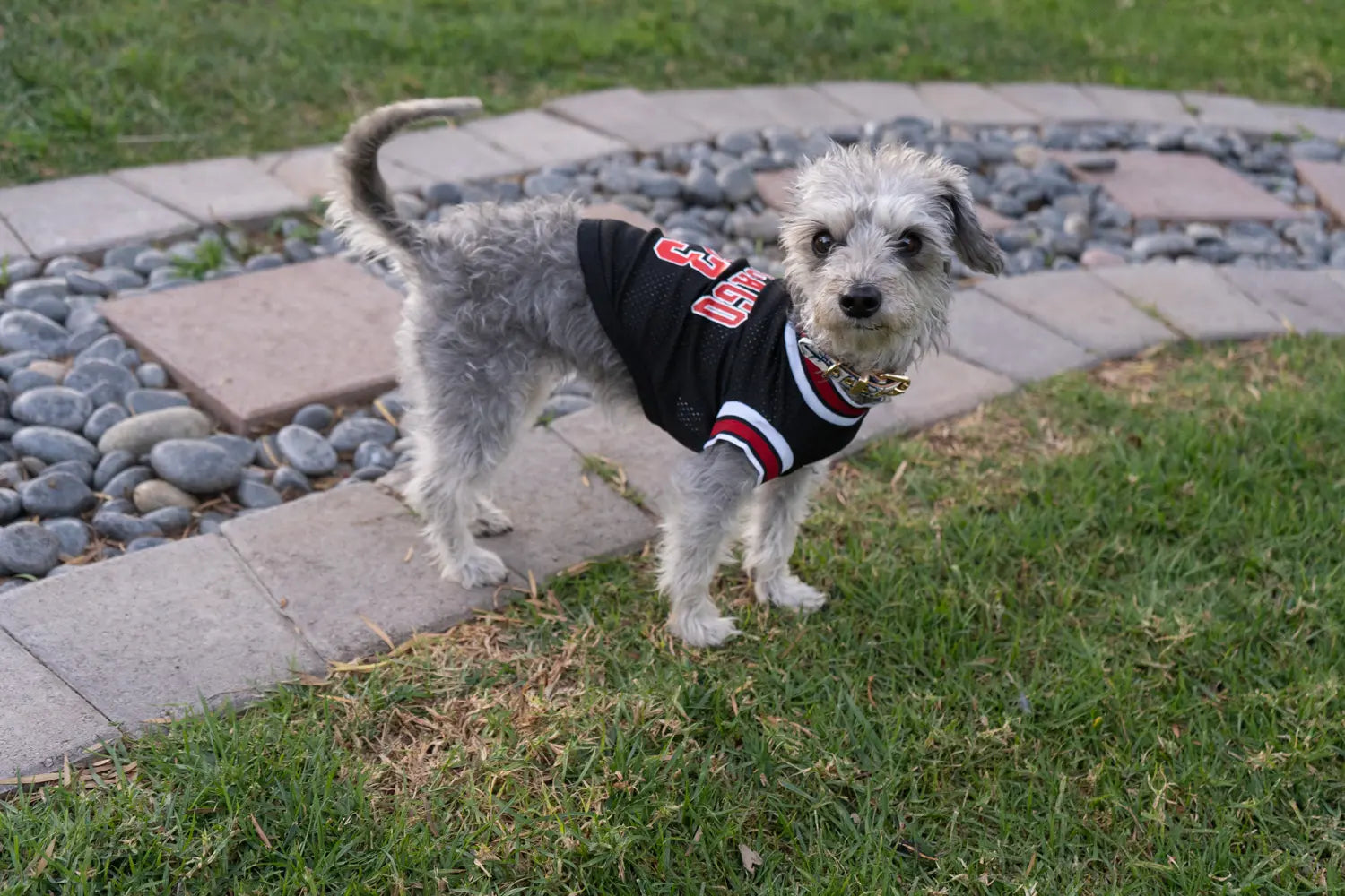 Small dog wearing a Chicago Bulls NBA jersey, enjoying outdoor play, showcasing stylish pet sports apparel.