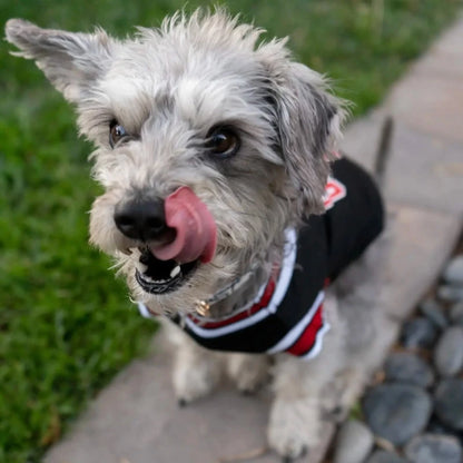 Close-up of a dog wearing a Chicago Bulls NBA jersey, playfully licking its nose outdoors.