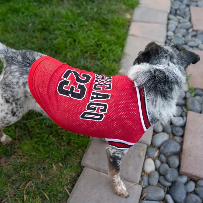 Dog wearing a Chicago Bulls NBA jersey with number 23, enjoying outdoor time in a stylish sports-themed outfit.