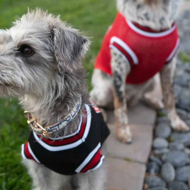 Two dogs wearing Chicago Bulls NBA jerseys, one in black and one in red, enjoying the outdoors.