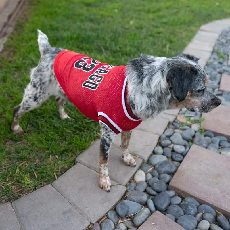 Stylish dog wearing a red Chicago Bulls NBA jersey with number 23, enjoying outdoor play in a comfortable sports outfit.