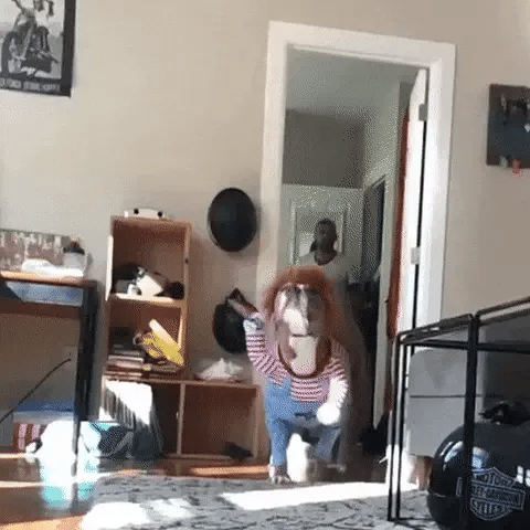 Large dog in a Chucky costume jumping toward the camera as the toy knife swings ahead