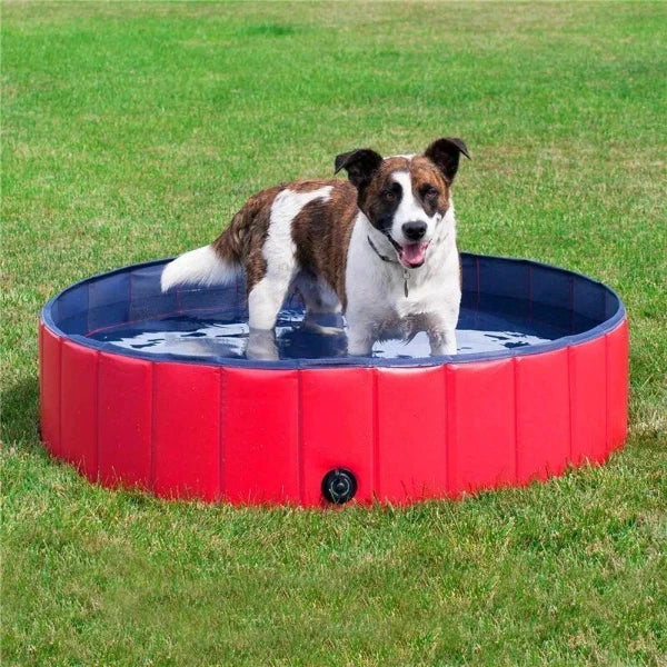 Dog enjoying a red collapsible swimming pool on a sunny day, perfect for cooling off and playtime outdoors.