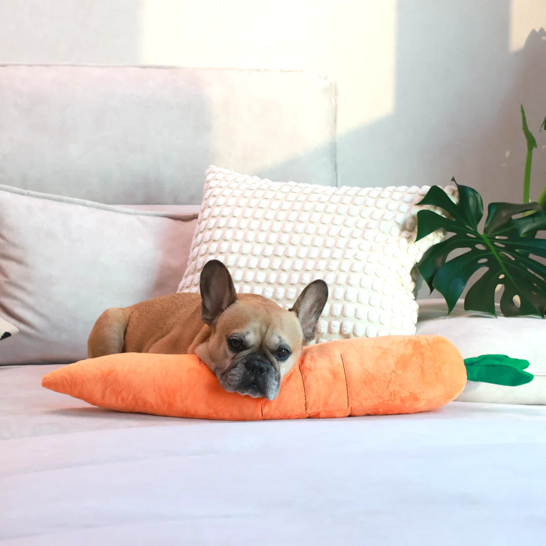 French bulldog resting on a sofa with a carrot plush toy for dogs