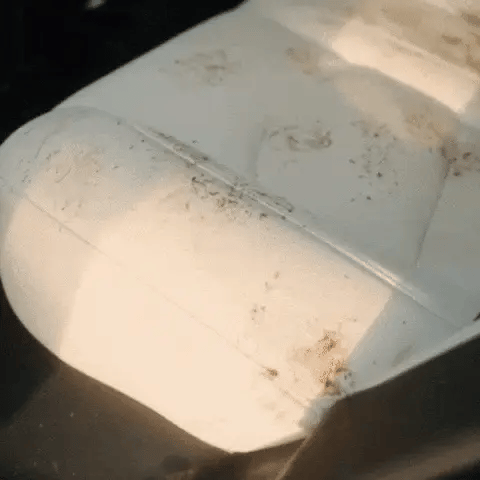 Dog sitting calmly on clean car dog seat protector after messy backseat