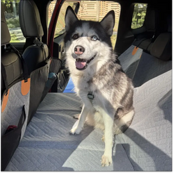 husky sitting on a back seat extender for large dogs in the rear seat