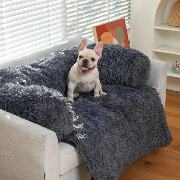 French bulldog sitting on a couch cover dog bed draped over a plain sofa
