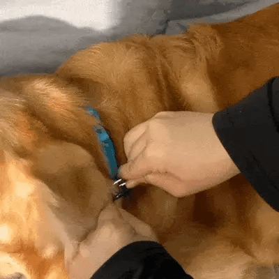 pet bed for boot of car with dog relaxing inside