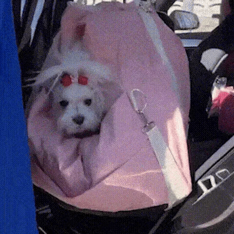 dog front car seat shown at home then carried to the passenger seat