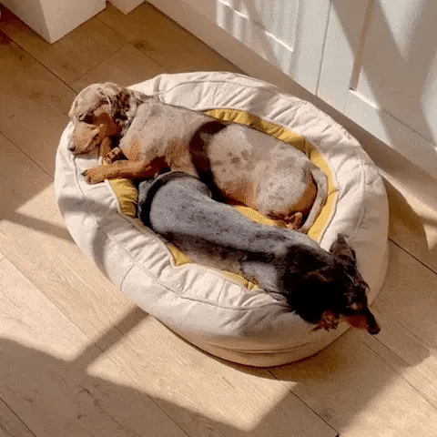 two dachshunds stretched out together on extra large oval dog beds in warm light