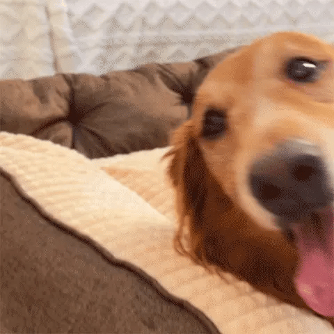 big dog pillow bed with side cushion where golden retriever rests its head
