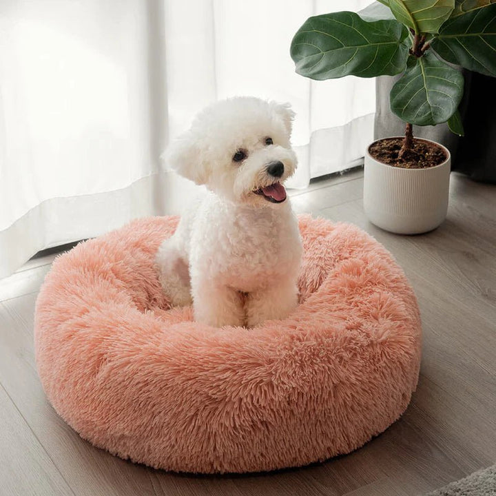 Small dog sitting in a round washable dog bed by the window