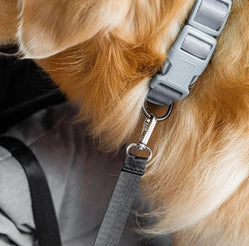 Close-up of safety clip attaching dog harness inside the car
