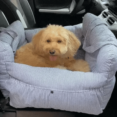 small dog car seat shown at home and on the front passenger seat