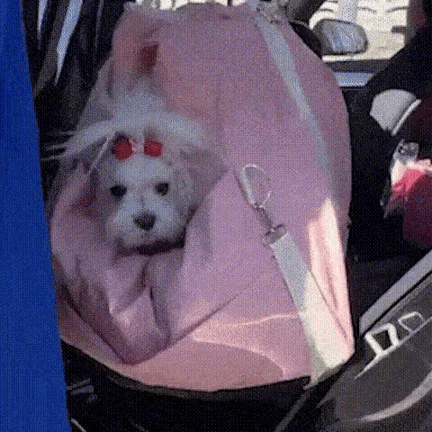 small white dog resting in a car seat for medium-sized dog on the front passenger seat