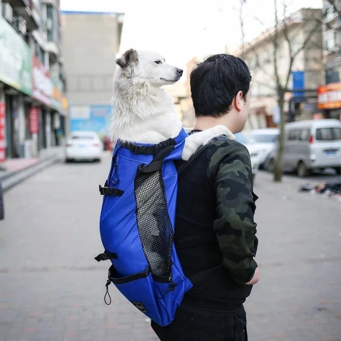 Dog in blue pet carrier backpack worn by owner, designed for hands-free pet transport with breathable mesh for ventilation.