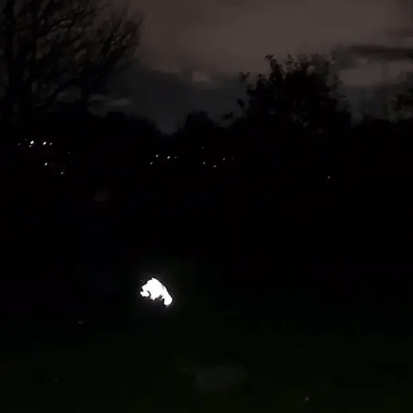 Dog running near its owner at night in a silver reflective dog coat that shines brightly in the dark