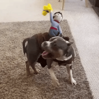 Pit bull running in circles in a large dog cowboy costume while the rider figure bounces with each step