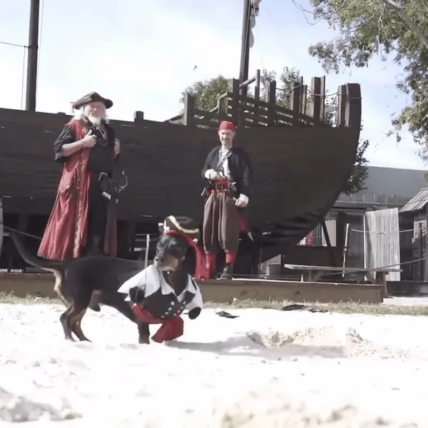 Dog in pirate costume sniffing the sand and starting to dig