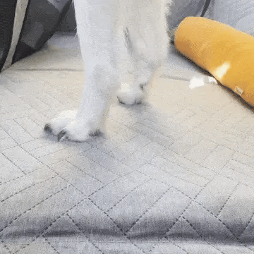 husky standing on a back seat cover for dogs in the car