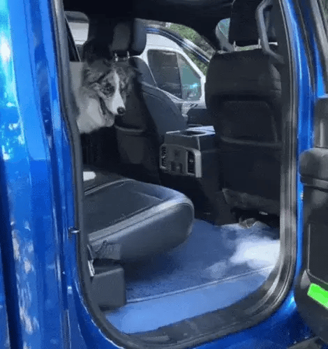australian shepherd sitting on secure dog cover for cars with hard bottom base in singapore