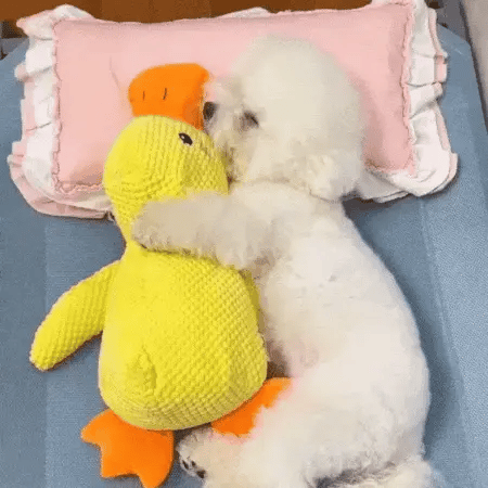 small white dog cuddling a duck plush dog toy on a soft bed