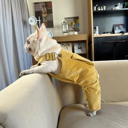 French Bulldog wearing a yellow corduroy farmer jumpsuit, standing on a sofa, looking out the window. Stylish dog clothing.