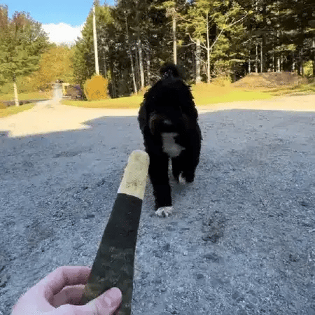 Dog fetching the Splif dog toy with a joint-inspired design during outdoor playtime.