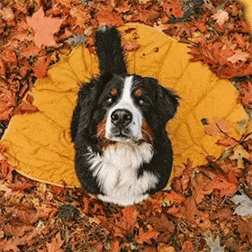 four different dog breeds resting on a floor mat for dogs shaped like a leaf
