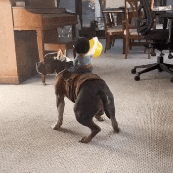 Brown and white pit bull standing indoors in a cowboy riding dog costume with the rider figure on its back