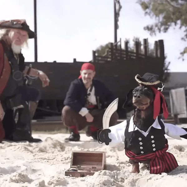Black dog with pirate costume standing beside a small treasure chest with two adult pirates behind