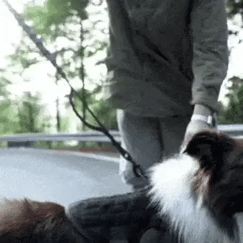 tactical harness for large dogs with a removable patch panel