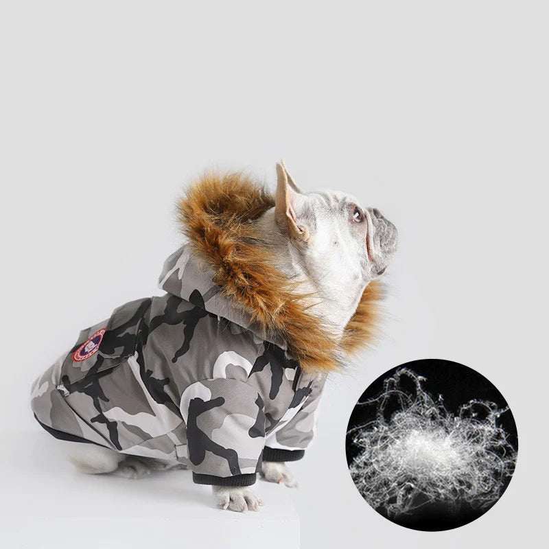 White French bulldog wearing a grey camouflage winter jacket for dogs with brown fur trim and a back pocket