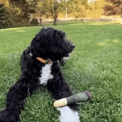 dog lying on the grass and mouthing a dog raw joint toy