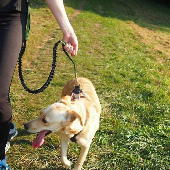 Person walking a dog outdoors using a dog leash for running hands free